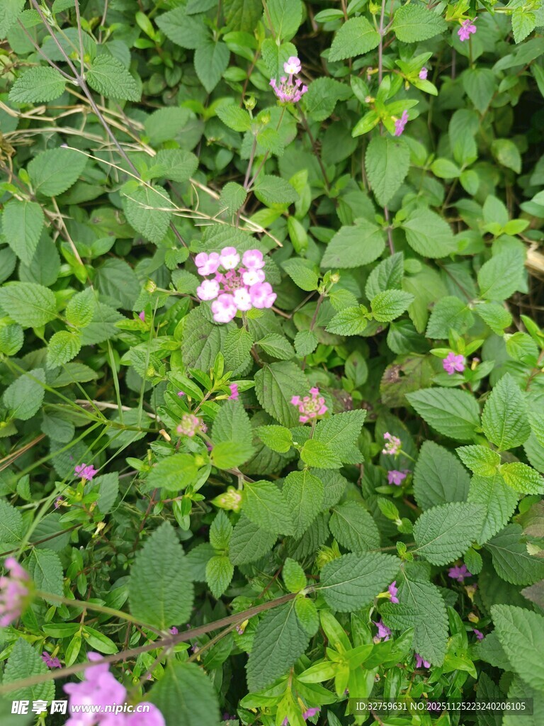 绿叶丛中的粉色小花