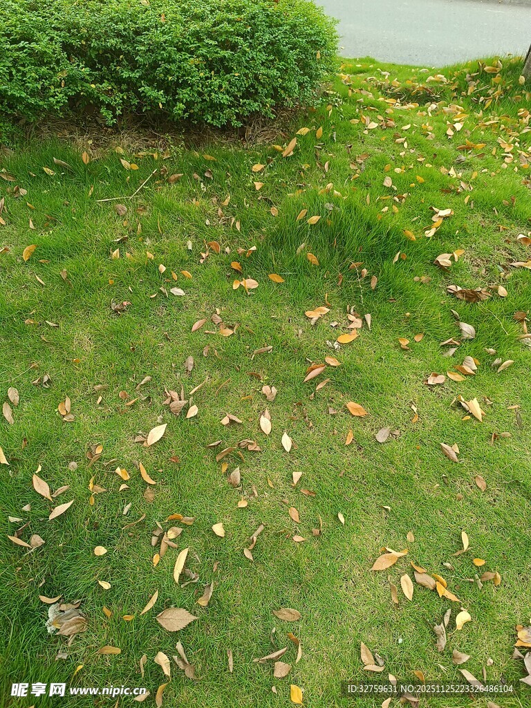 草地散落枯叶的自然景象