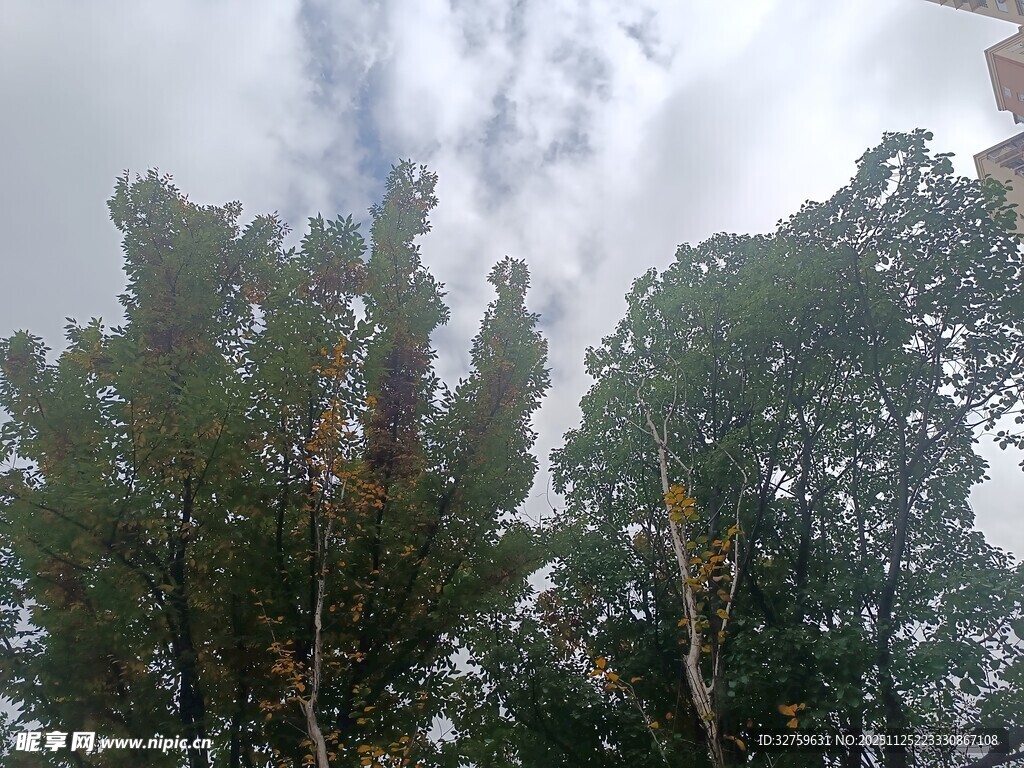 天空下的葱郁树木