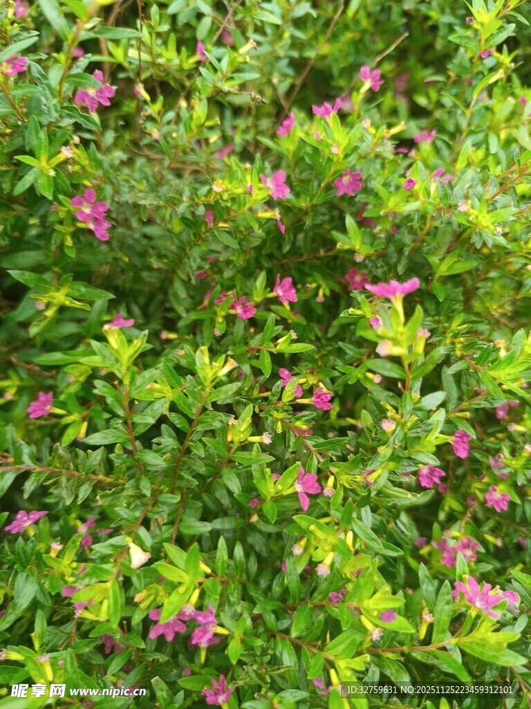 绿叶丛中的粉色小花