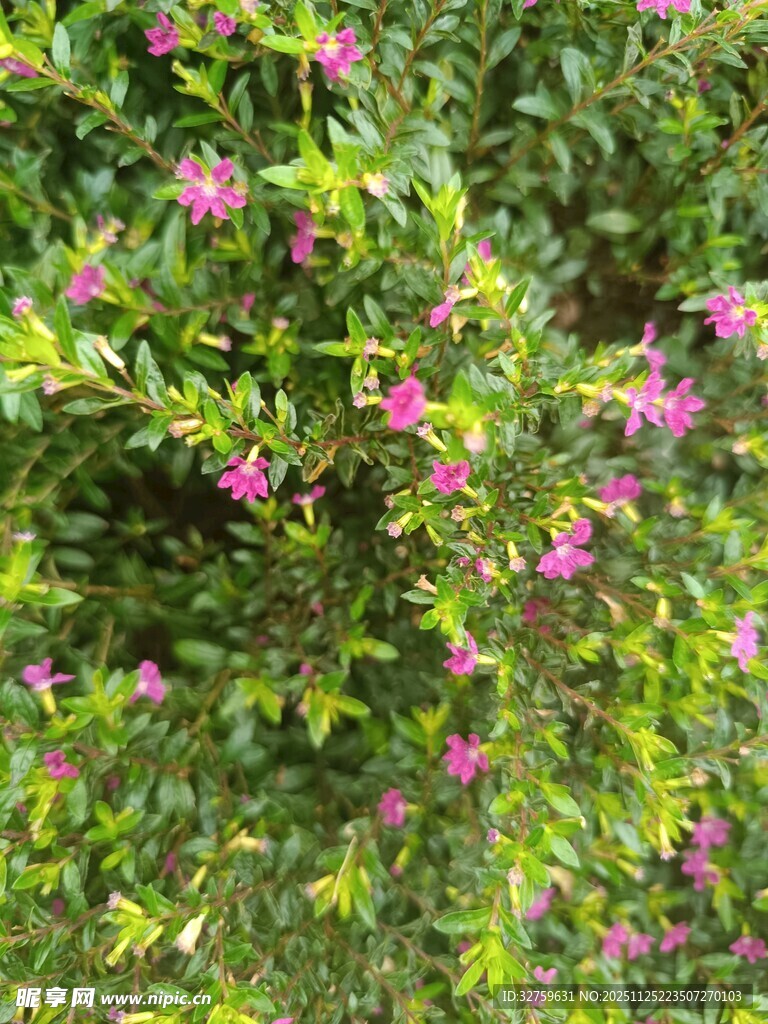 绿叶间绽放的娇艳小花