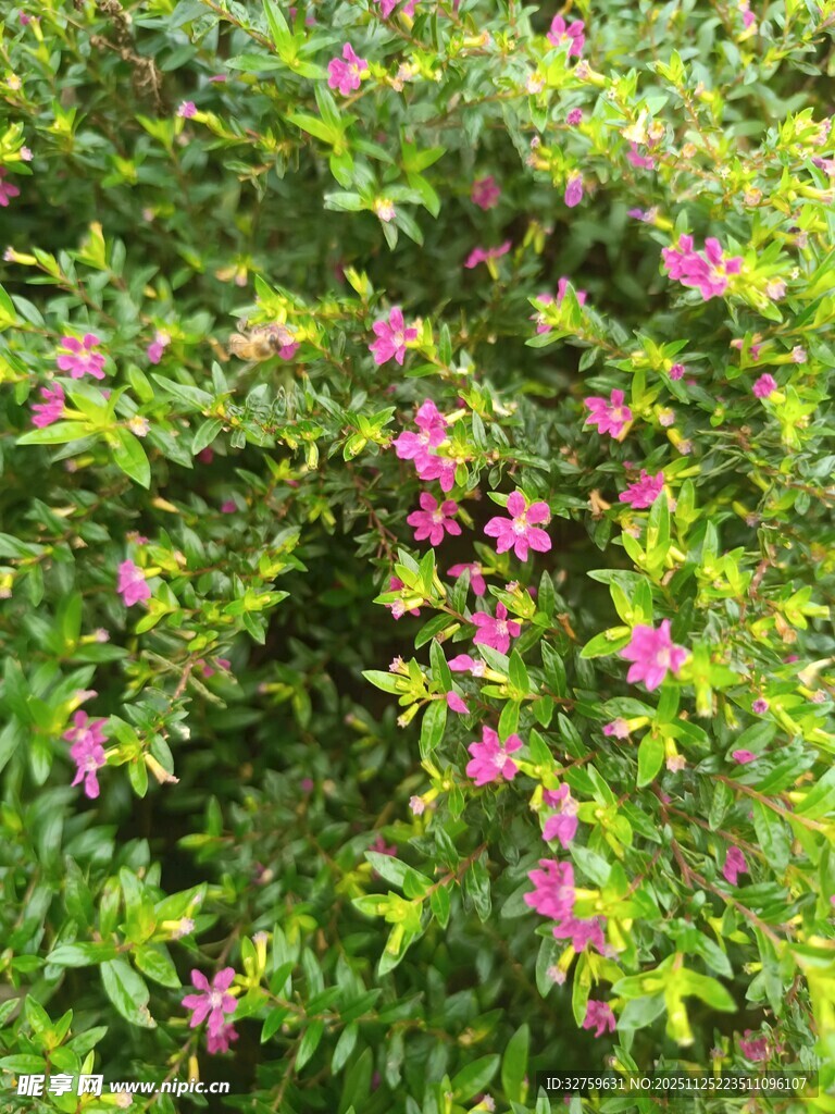 绿叶丛中的粉色小花