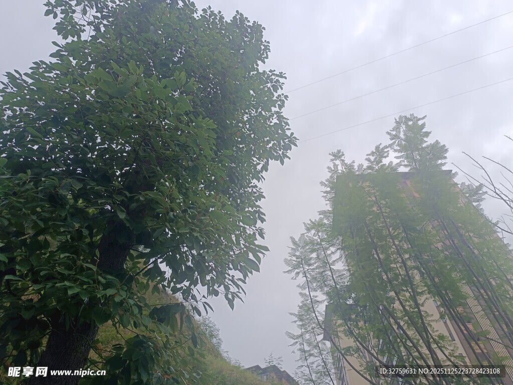 仰视葱郁树木景观