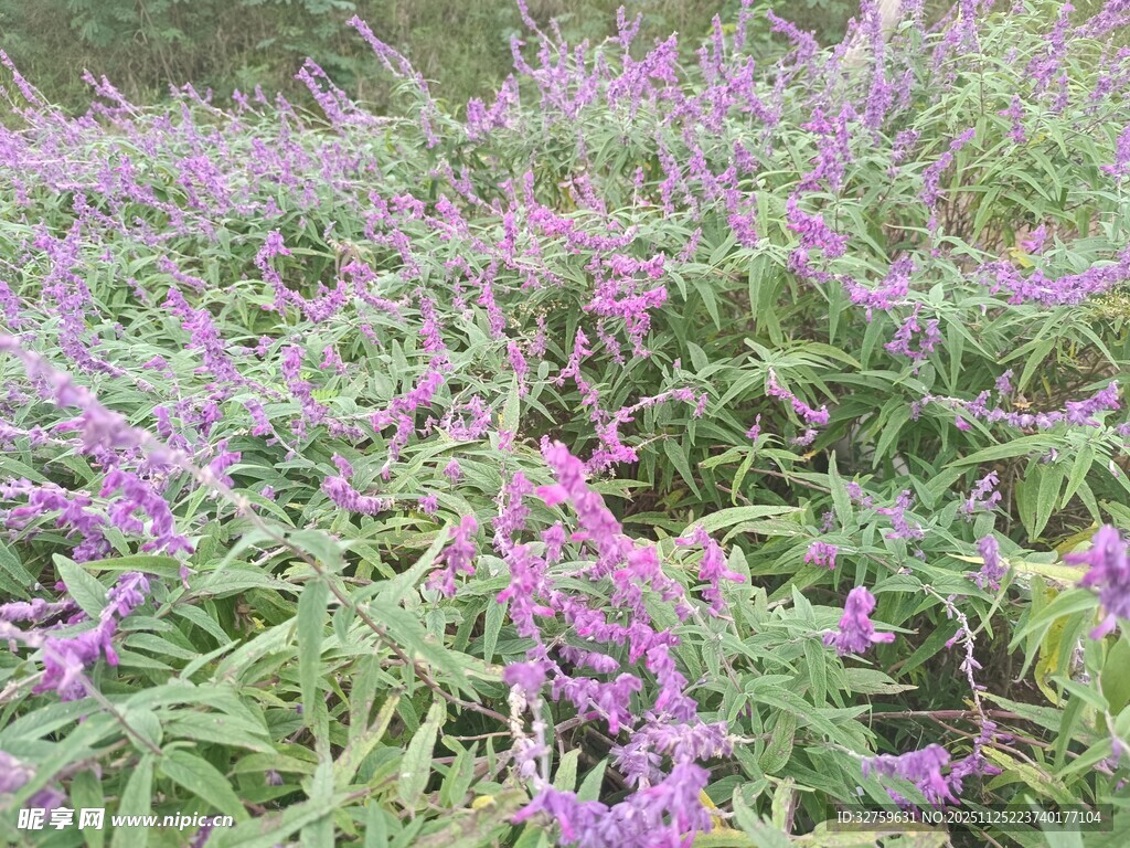 紫色花丛中的繁茂植物