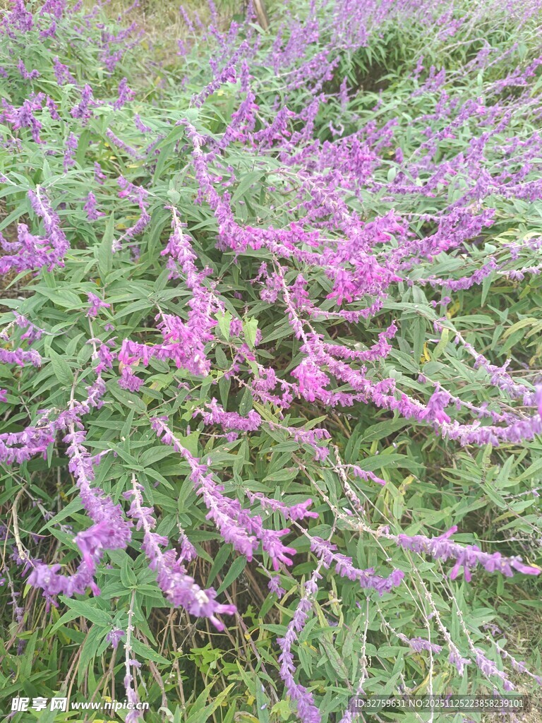 紫色花丛绽放美丽瞬间