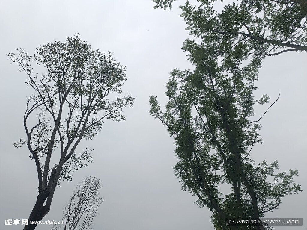 阴天中的树木景象