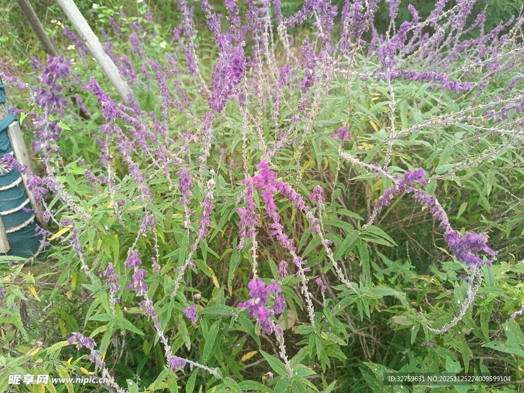 紫色薰衣草花丛