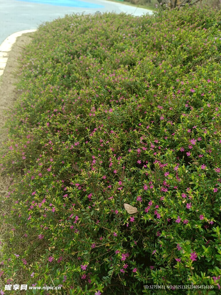 海岸边繁茂的多彩植被