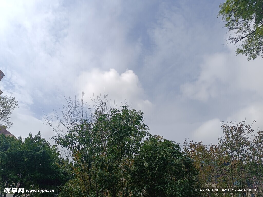 蓝天白云下的葱郁树林