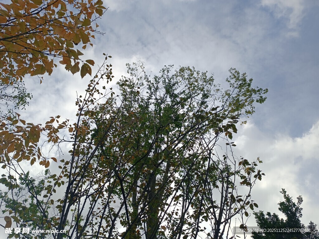 秋日树梢与蓝天白云