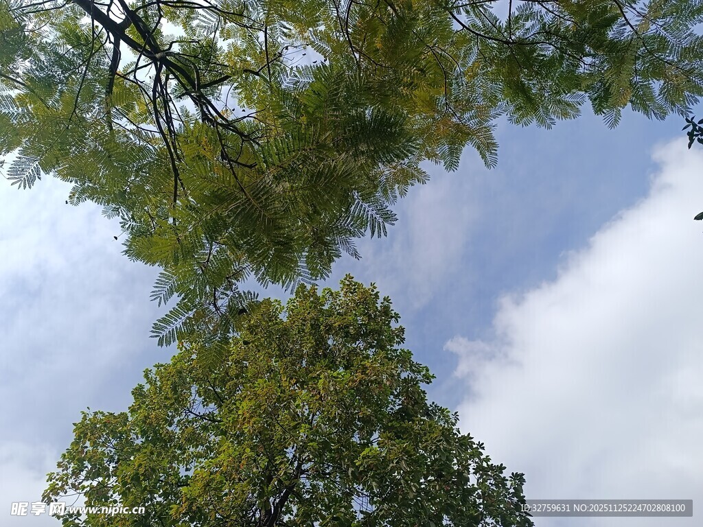 仰视绿树蓝天美景