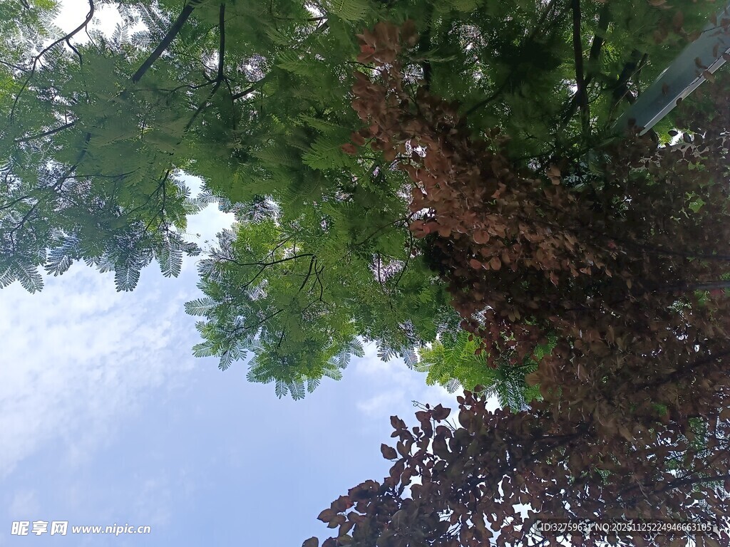 仰视绿树蓝天美景