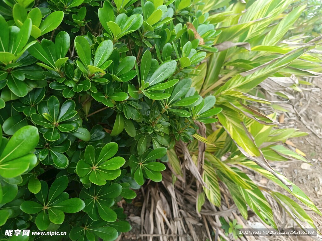 翠绿植物与干草景象