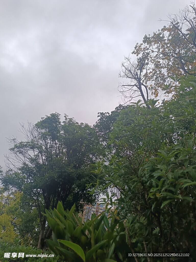 云雾缭绕的茂密树林