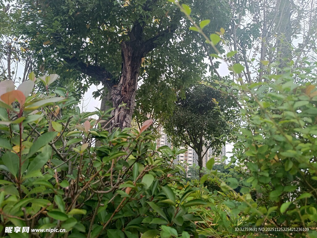 山林间繁茂的绿植景观