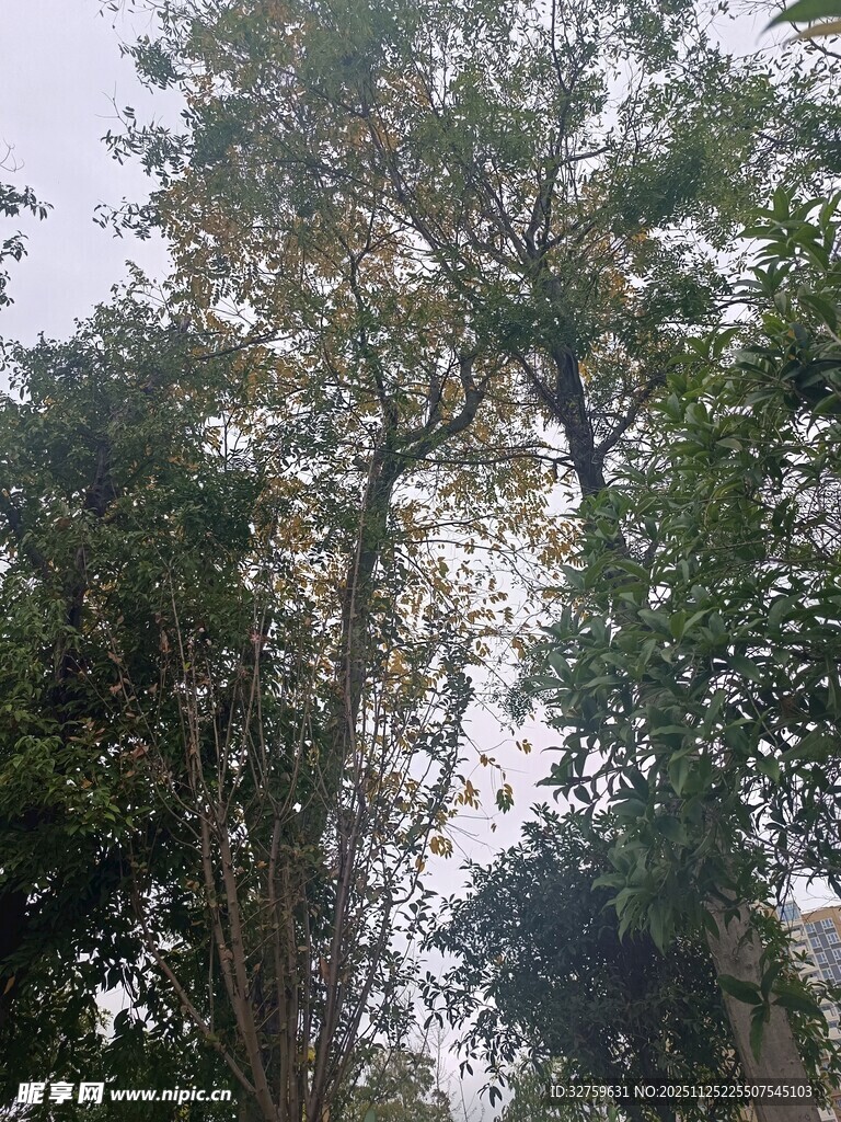 繁茂树林中的高大树木