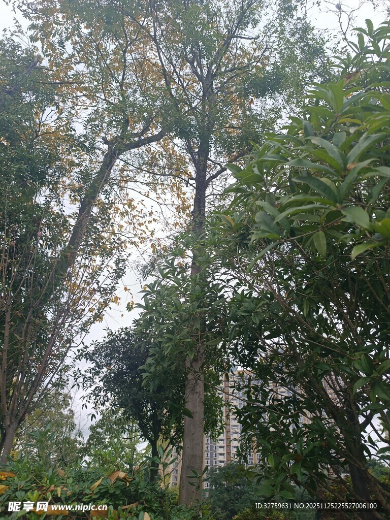 茂密树林中的自然景致