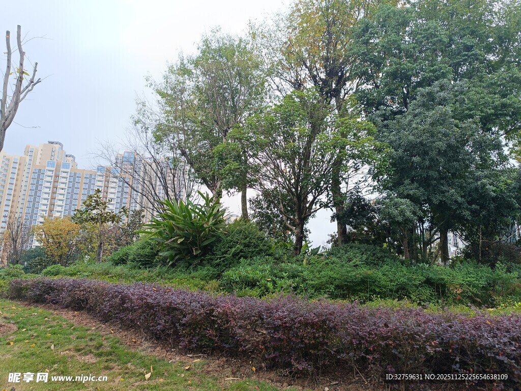 城市中的绿植景观
