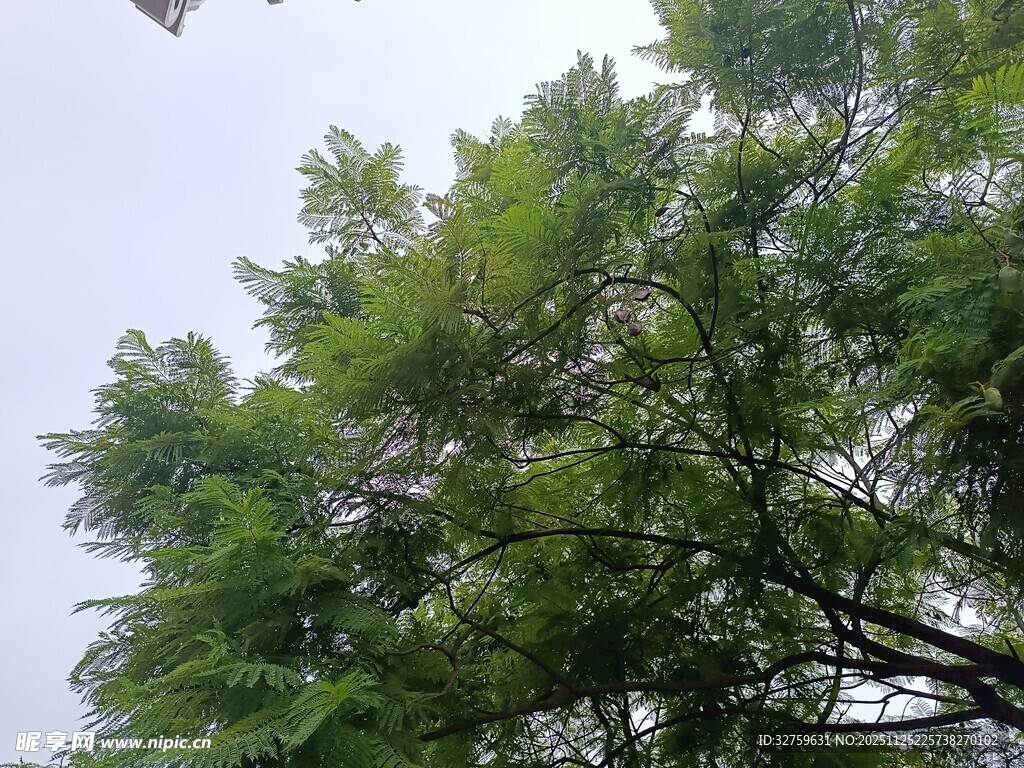 繁茂绿树