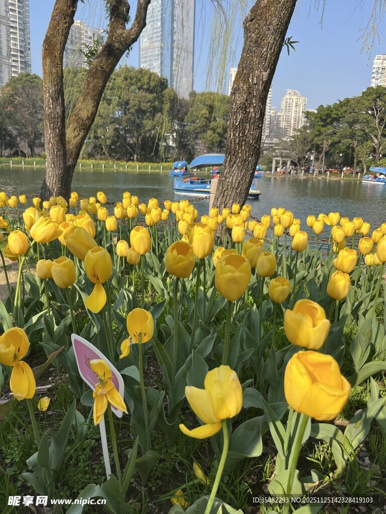 湖畔盛开的灿烂黄色郁金香