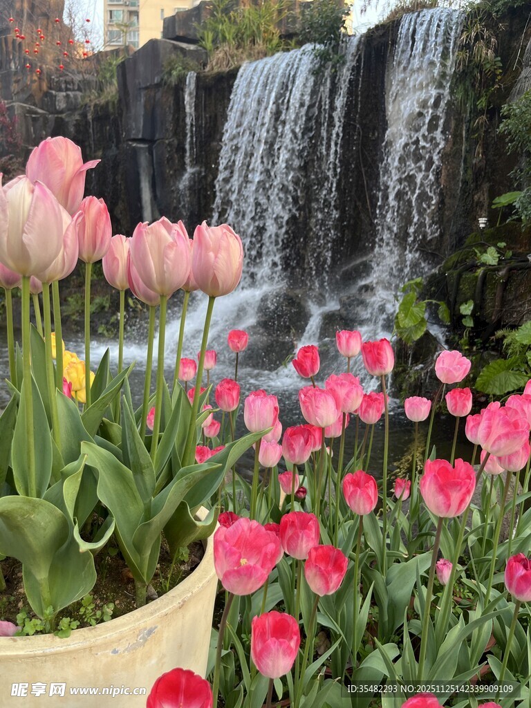 瀑布旁绽放的多彩郁金香