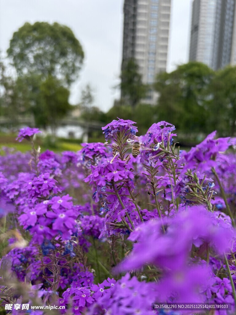 紫色花海 城市中的浪漫景致