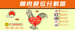 鸡肉部位分割图展示