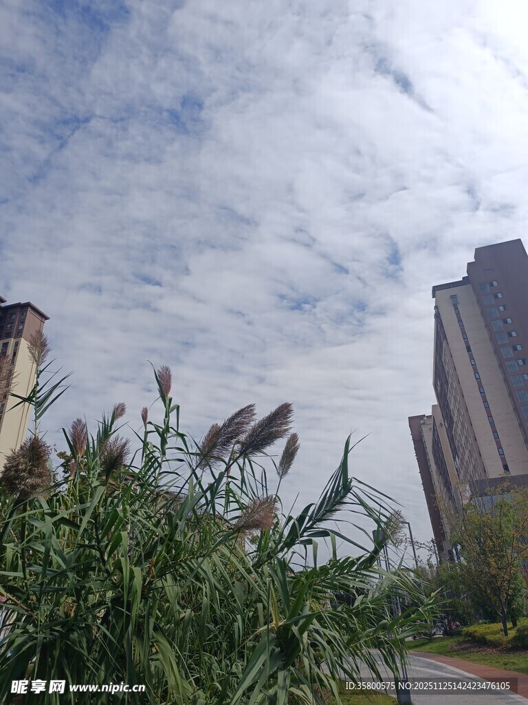城市中摇曳的芦苇景观