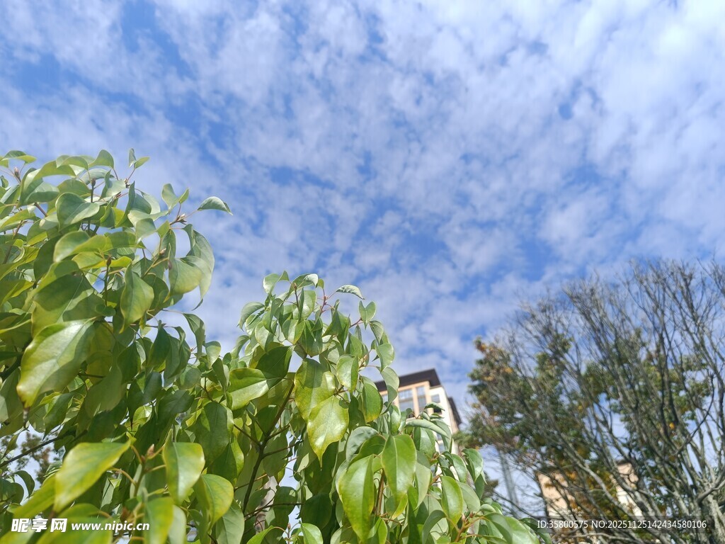 绿叶蓝天间的清新景致