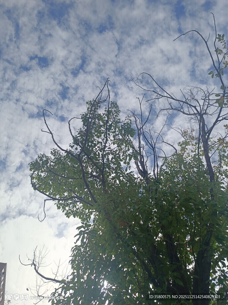 蓝天白云下的绿树