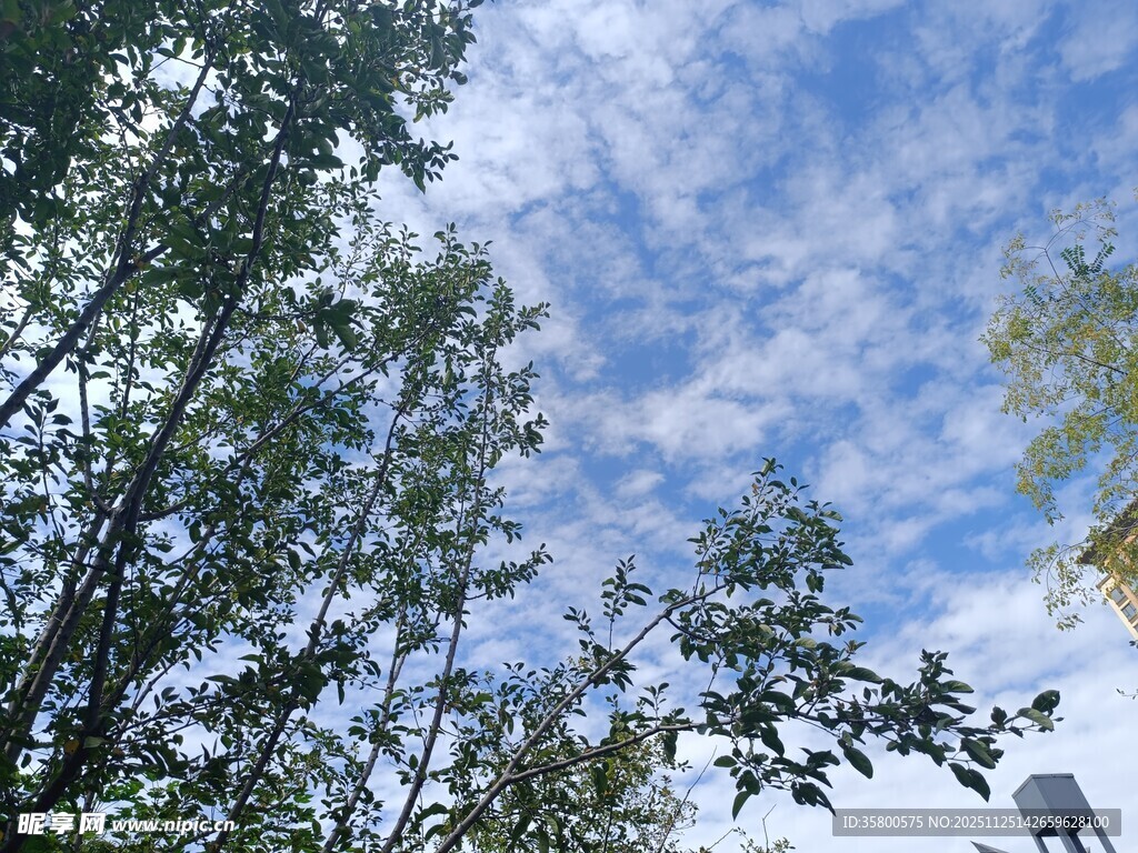 蓝天白云下的繁茂树林