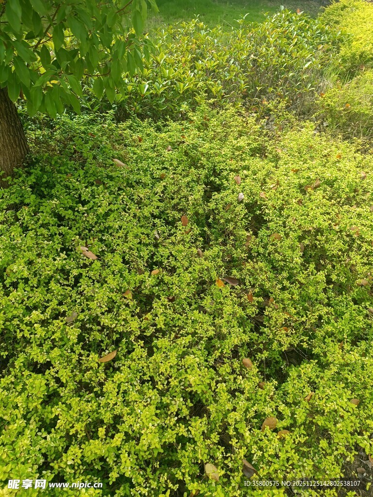 阳光下的翠绿植物