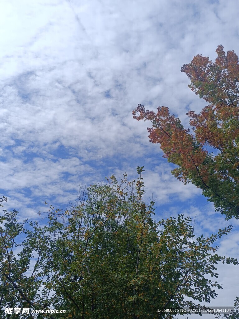 秋日树梢上的蓝天白云