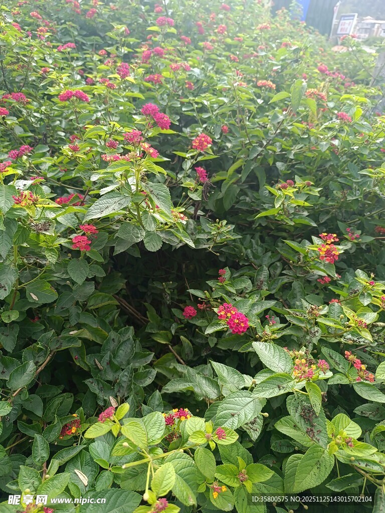 绿叶间绽放的娇艳花朵