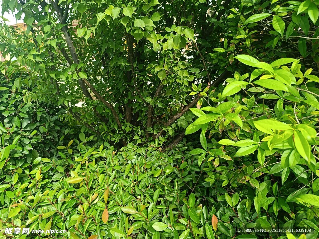 繁茂绿植景观
