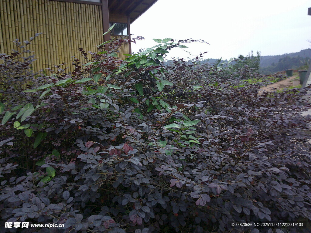 庭院中的紫叶植物景观