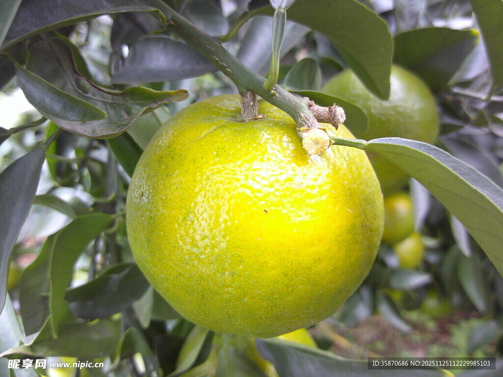 枝头黄澄澄的新鲜柑橘
