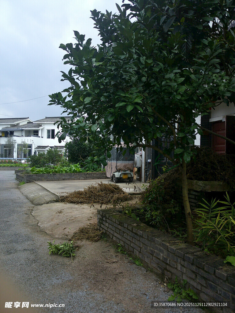 乡村小道旁的宁静景象