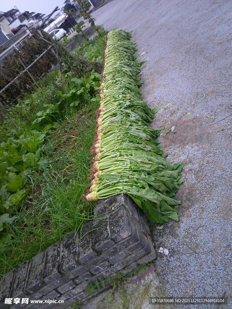 路边堆放的新鲜绿色植物