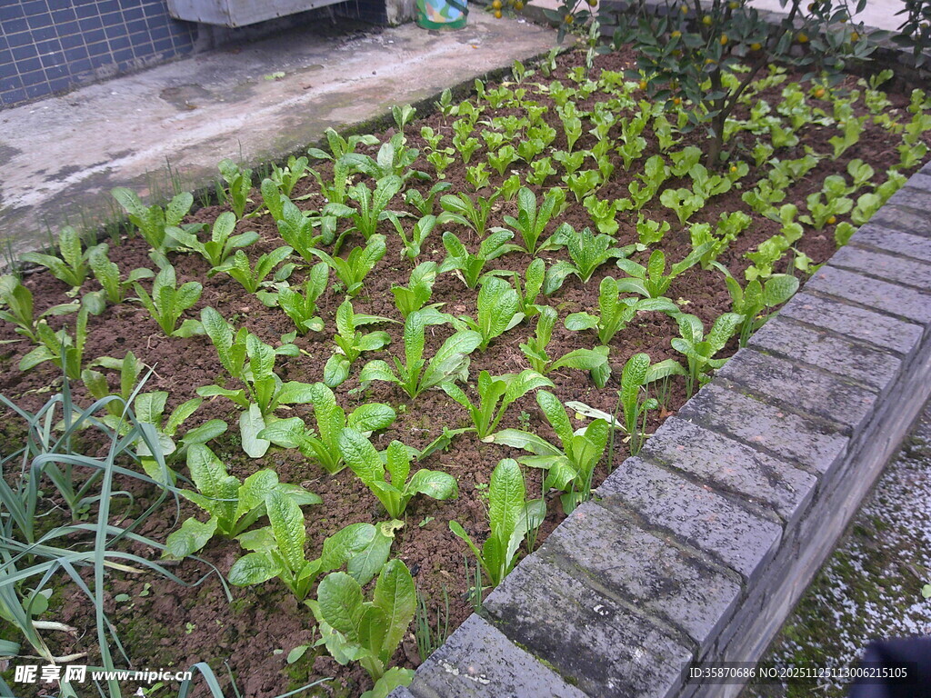 家庭小菜园的生机绿意