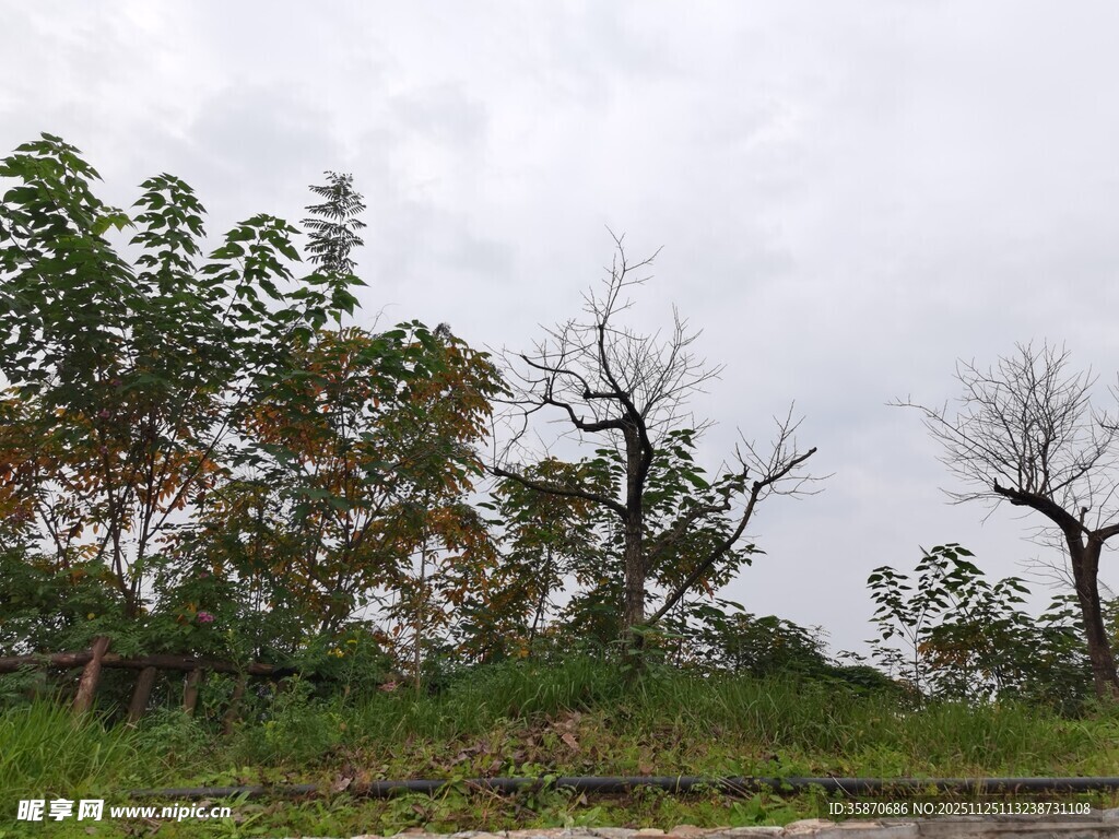 野外枯树与绿植景观