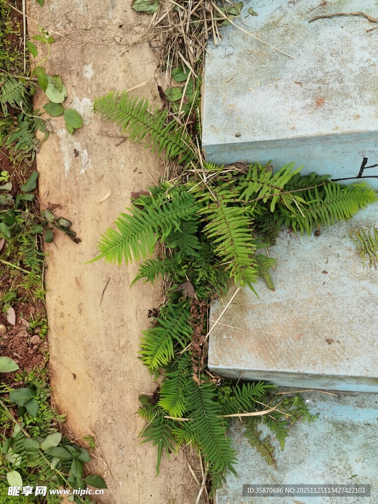 石缝间的翠绿蕨类植物