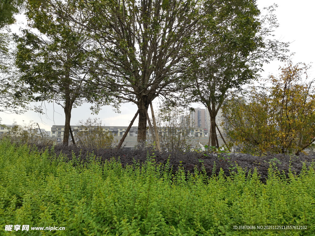 乡村绿意盎然的树木与草地