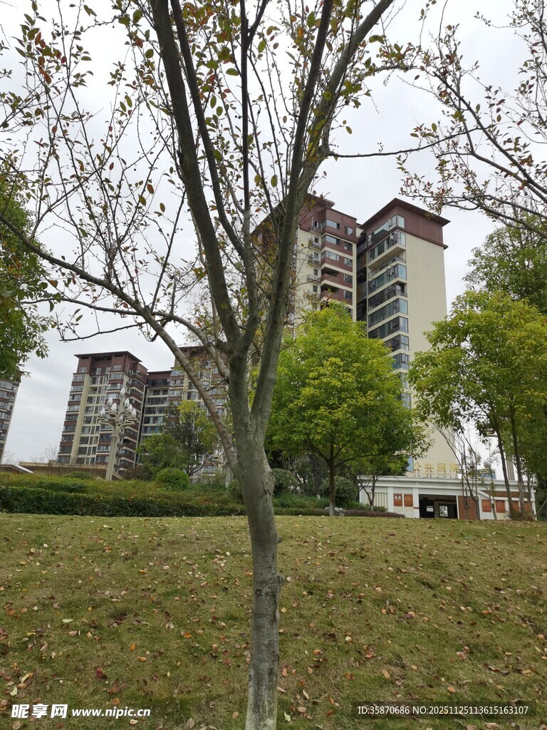 城市草地旁的树木与建筑