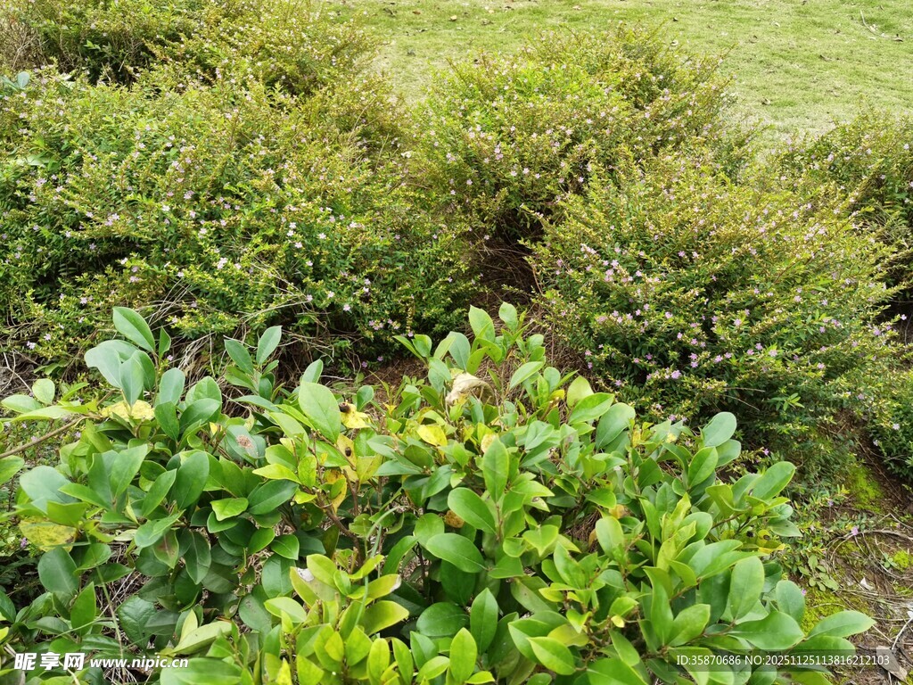 绿意盎然的灌木丛景观