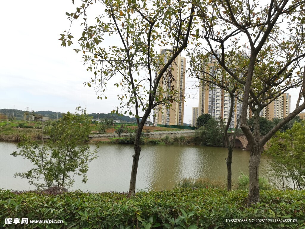 湖畔绿树与远处高楼景致