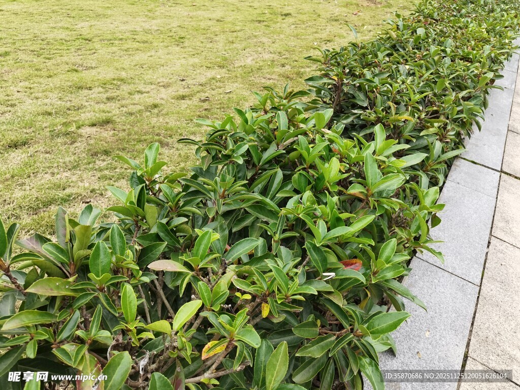 路边翠绿灌木植物景观