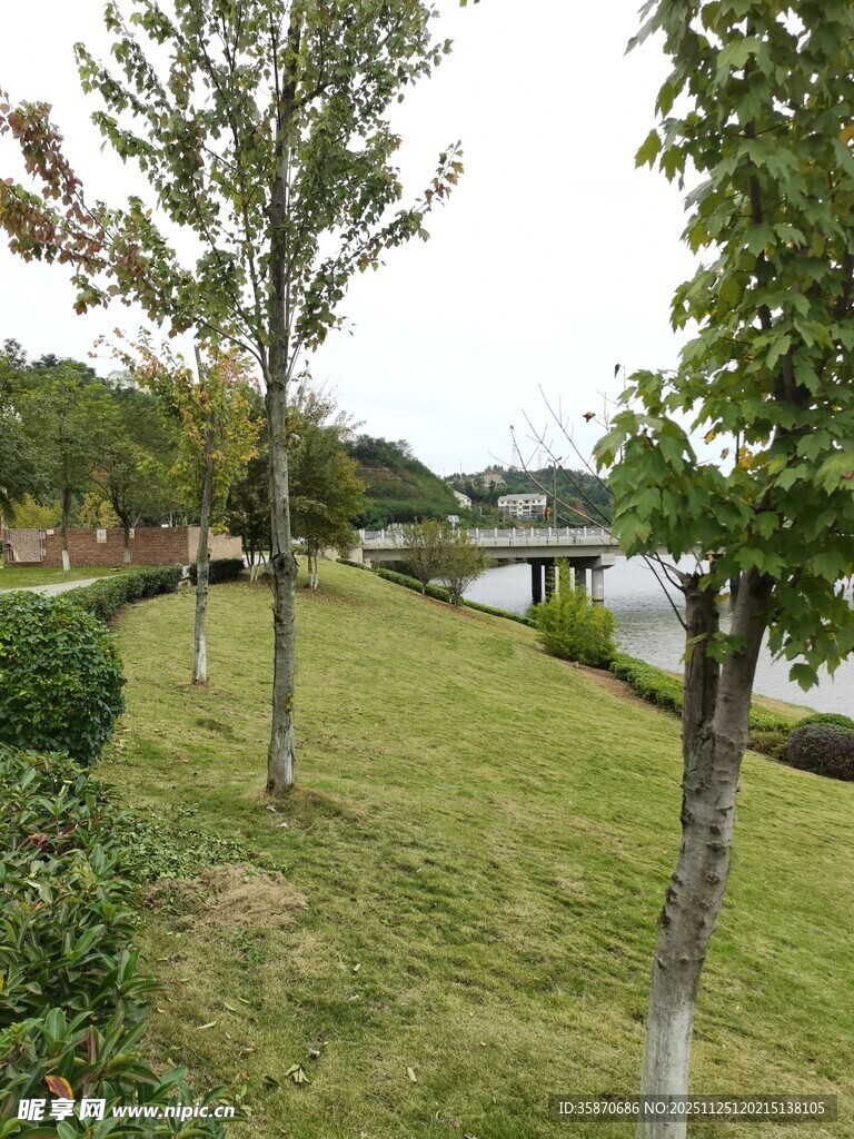 公园草地旁的树木景观