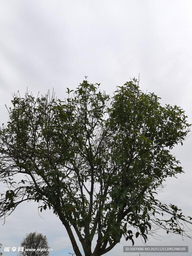 天空下的繁茂绿树