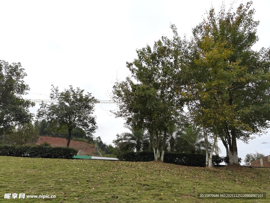 户外草地树木风景